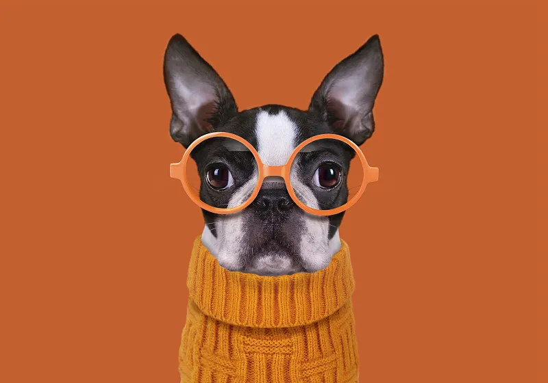 猫爪坐垫地上懒人沙发榻榻米蒲团卧室家用飘窗床边地毯办公室久坐